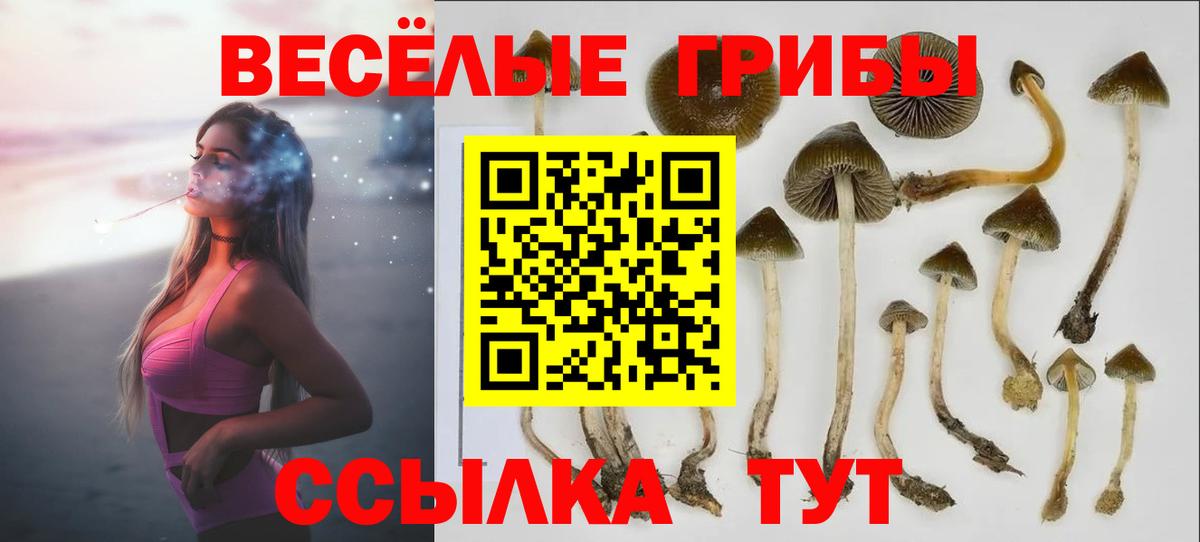 Галлюциногенные грибы Psilocybine cubensis Грязи